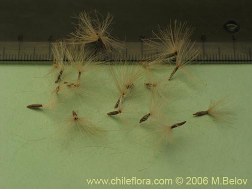 Image of Proustia cuneifolia (Huañil). Click to enlarge parts of image.