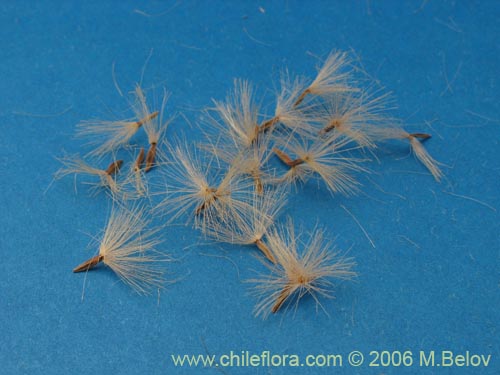 Image of Proustia cuneifolia (Huañil). Click to enlarge parts of image.