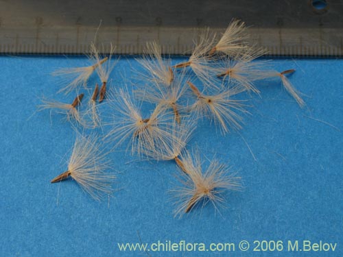 Image of Proustia cuneifolia (Huañil). Click to enlarge parts of image.