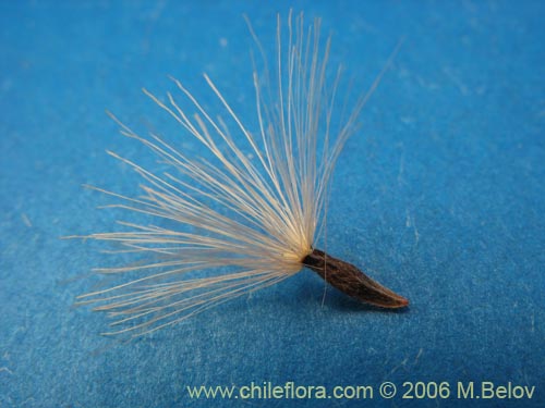 Image of Proustia cuneifolia (Huañil). Click to enlarge parts of image.