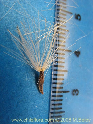 Image of Proustia cuneifolia (Huañil). Click to enlarge parts of image.