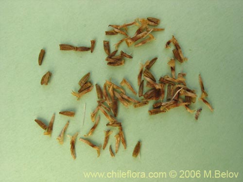 Image of Nassauvia digitada (Nassauvia). Click to enlarge parts of image.