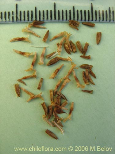 Image of Nassauvia digitada (Nassauvia). Click to enlarge parts of image.