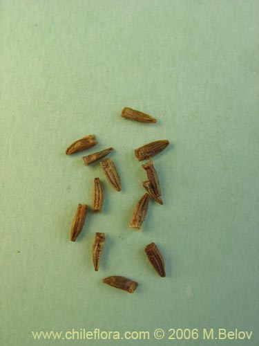 Image of Nassauvia digitada (Nassauvia). Click to enlarge parts of image.