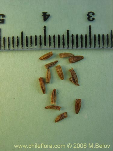 Image of Nassauvia digitada (Nassauvia). Click to enlarge parts of image.