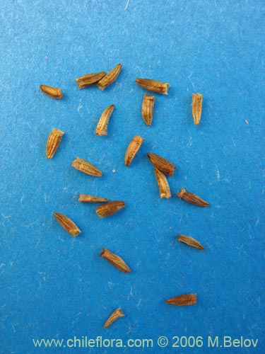 Image of Nassauvia digitada (Nassauvia). Click to enlarge parts of image.