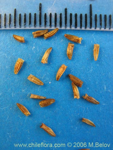 Image of Nassauvia digitada (Nassauvia). Click to enlarge parts of image.