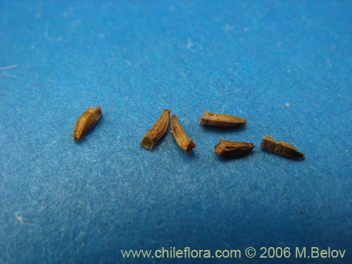 Image of Nassauvia digitada (Nassauvia). Click to enlarge parts of image.