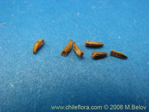 Image of Nassauvia digitada (Nassauvia). Click to enlarge parts of image.