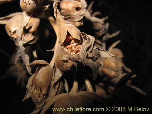 Asteranthera ovata的照片