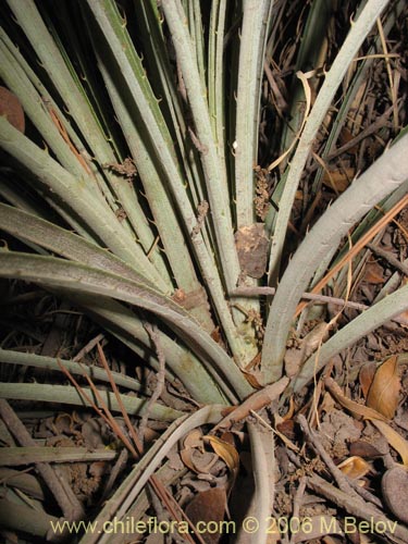 Asteranthera ovata的照片