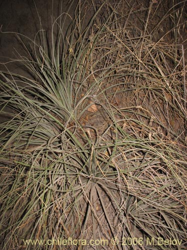 Asteranthera ovata的照片