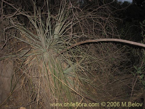 Asteranthera ovata的照片