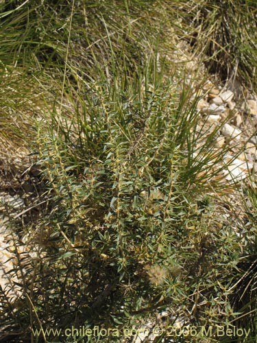 Chuquiraga oppositifolia的照片