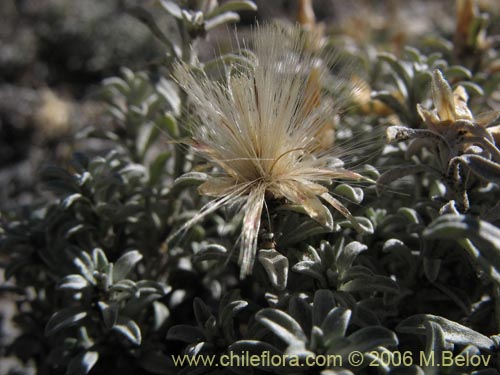 Image of Lucilia sp. #1492 (). Click to enlarge parts of image.