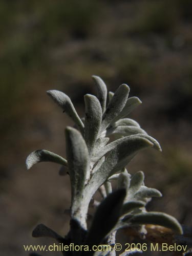 Image of Lucilia sp. #1492 (). Click to enlarge parts of image.