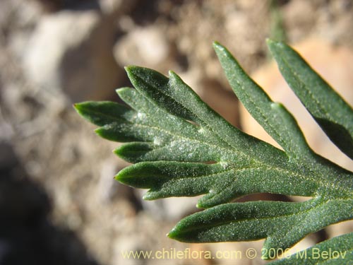 Image of Senecio sp. #1576 (). Click to enlarge parts of image.