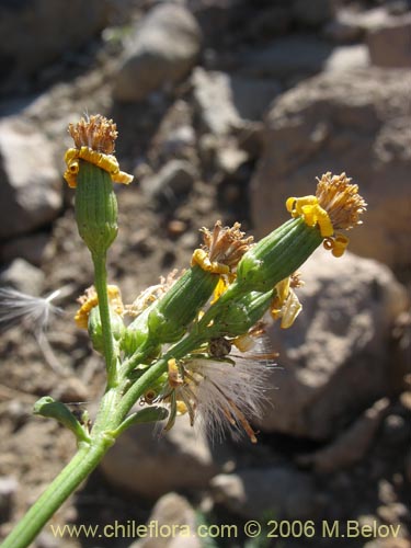 Image of Senecio sp. #1576 (). Click to enlarge parts of image.