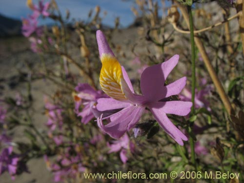 Imágen de Schizanthus hookerii (Mariposita). Haga un clic para aumentar parte de imágen.