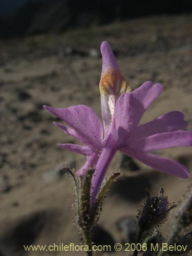 Schizanthus hookeriiの写真