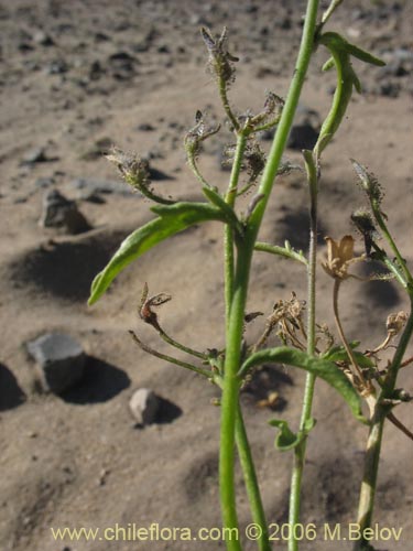 Imágen de Schizanthus hookerii (Mariposita). Haga un clic para aumentar parte de imágen.