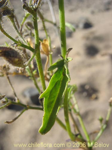 Imágen de Schizanthus hookerii (Mariposita). Haga un clic para aumentar parte de imágen.