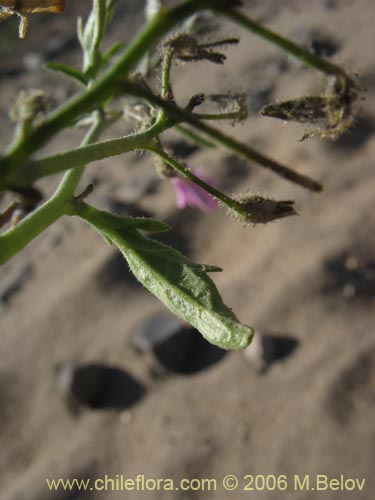 Imágen de Schizanthus hookerii (Mariposita). Haga un clic para aumentar parte de imágen.