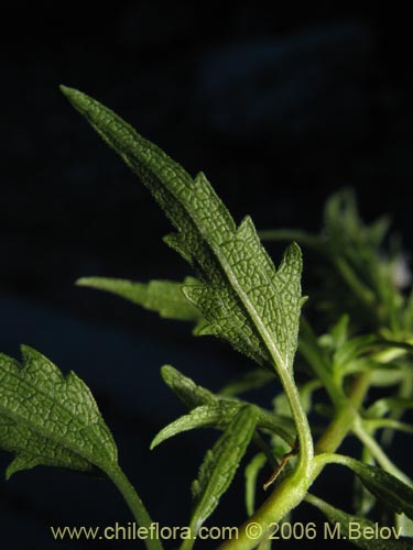 Image of Baccharis sp. #3078 (baccharis). Click to enlarge parts of image.