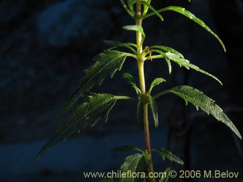 Image of Baccharis sp. #3078 (baccharis). Click to enlarge parts of image.