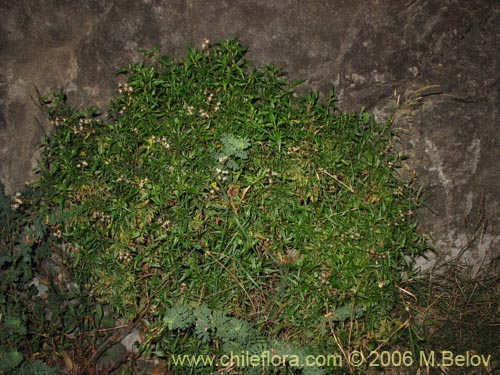 Baccharis sp. #3078의 사진