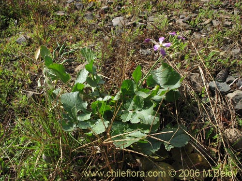 Image of Raphanus raphanistrum (Rabano silvestre). Click to enlarge parts of image.