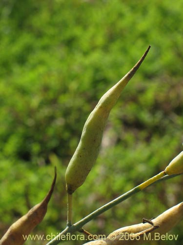 Image of Raphanus raphanistrum (Rabano silvestre). Click to enlarge parts of image.