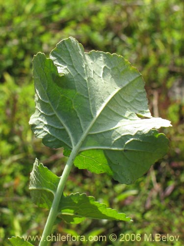 Image of Raphanus raphanistrum (Rabano silvestre). Click to enlarge parts of image.