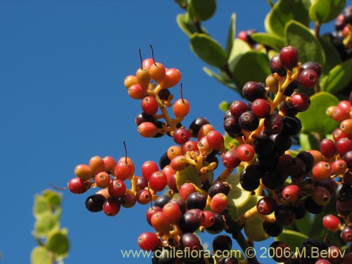 Image of Notanthera heterophylla (Quintral del boldo / peumo / laurel). Click to enlarge parts of image.