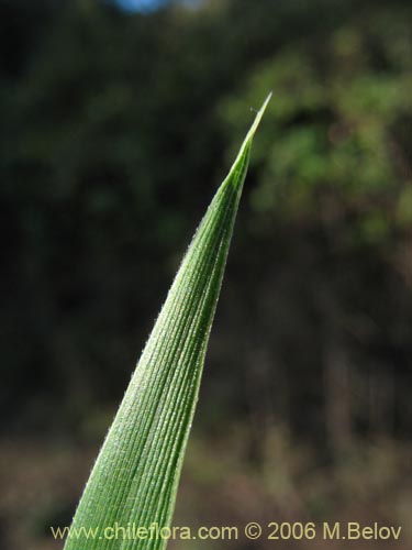 Imágen de Chusquea sp. #1495 (). Haga un clic para aumentar parte de imágen.