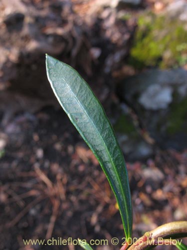 Bild von Myrceugenia lanceolata (Myrceugenia de hojas largas / Arrayancillo). Klicken Sie, um den Ausschnitt zu vergrössern.