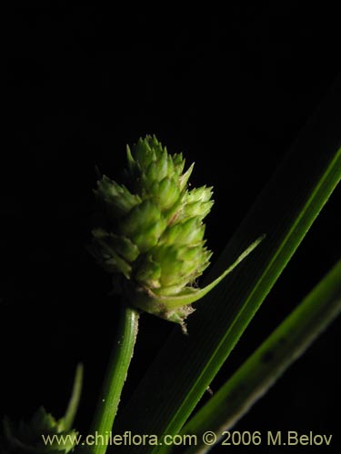 Bild von Cyperus sp. #1925 (). Klicken Sie, um den Ausschnitt zu vergrössern.