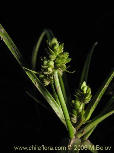 Image of Cyperus sp. #1925 (). Click to enlarge parts of image.