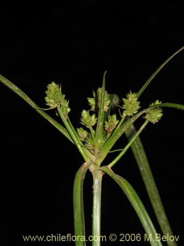 Image of Cyperus sp. #1925 (). Click to enlarge parts of image.