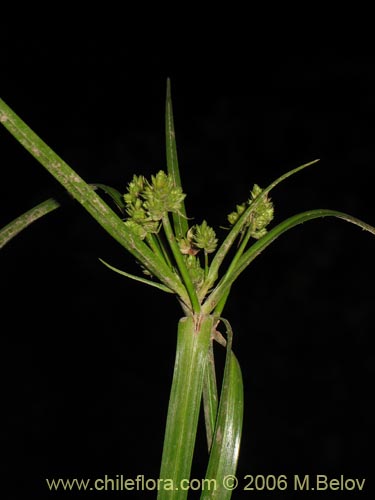Image of Cyperus sp. #1925 (). Click to enlarge parts of image.