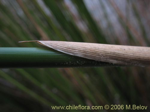 Imágen de Juncaceae sp. #2752 (). Haga un clic para aumentar parte de imágen.