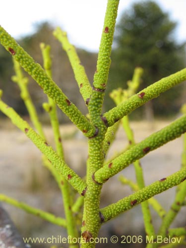 Misodendrum punctulatumの写真