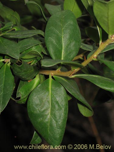 Image of Dasyphyllum diacanthoides (Trevo / Palo santo / Palo blanco / Tayu). Click to enlarge parts of image.