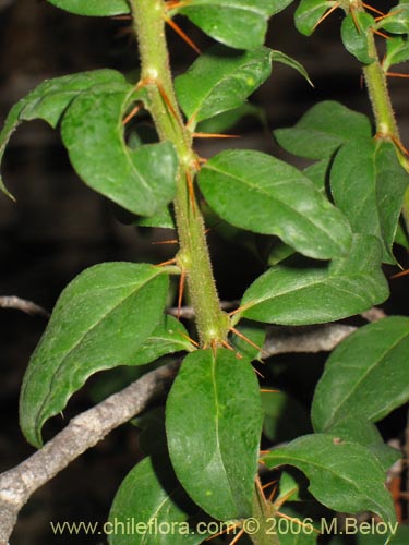 Image of Dasyphyllum diacanthoides (Trevo / Palo santo / Palo blanco / Tayu). Click to enlarge parts of image.