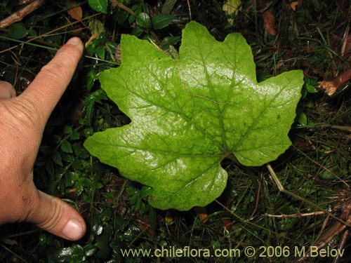 没断定的植物 sp. #2280的照片
