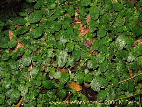 Chrysosplenium valdivicum的照片