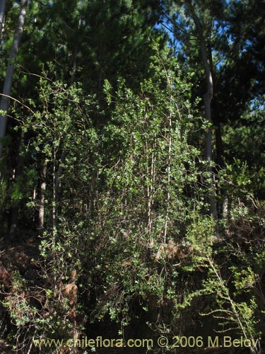 Bild von Ovidia pillo-pillo (Pillo-pillo / Palo hediondo / Lloime). Klicken Sie, um den Ausschnitt zu vergrössern.