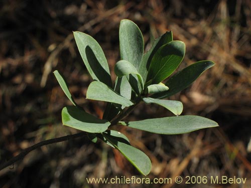 Bild von Ovidia pillo-pillo (Pillo-pillo / Palo hediondo / Lloime). Klicken Sie, um den Ausschnitt zu vergrössern.