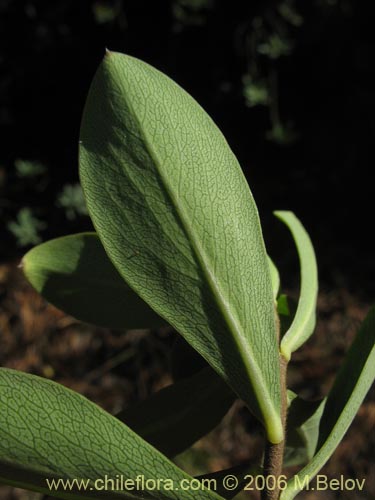 Bild von Ovidia pillo-pillo (Pillo-pillo / Palo hediondo / Lloime). Klicken Sie, um den Ausschnitt zu vergrössern.