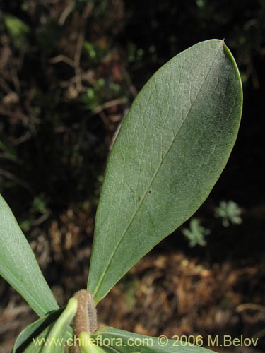 Bild von Ovidia pillo-pillo (Pillo-pillo / Palo hediondo / Lloime). Klicken Sie, um den Ausschnitt zu vergrössern.
